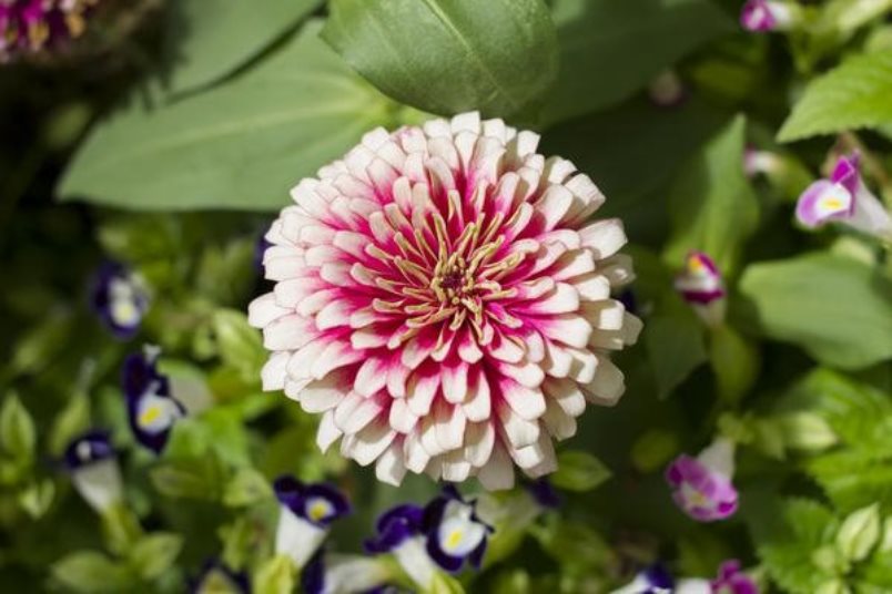 Carrousel de variétés