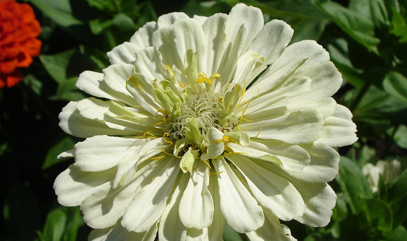 Variété Ours polaire