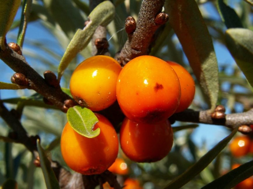 Variété d'argousier Solnechnaya