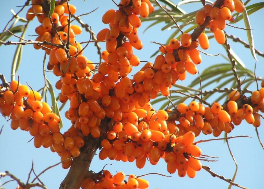 Bonne récolte d'argousier