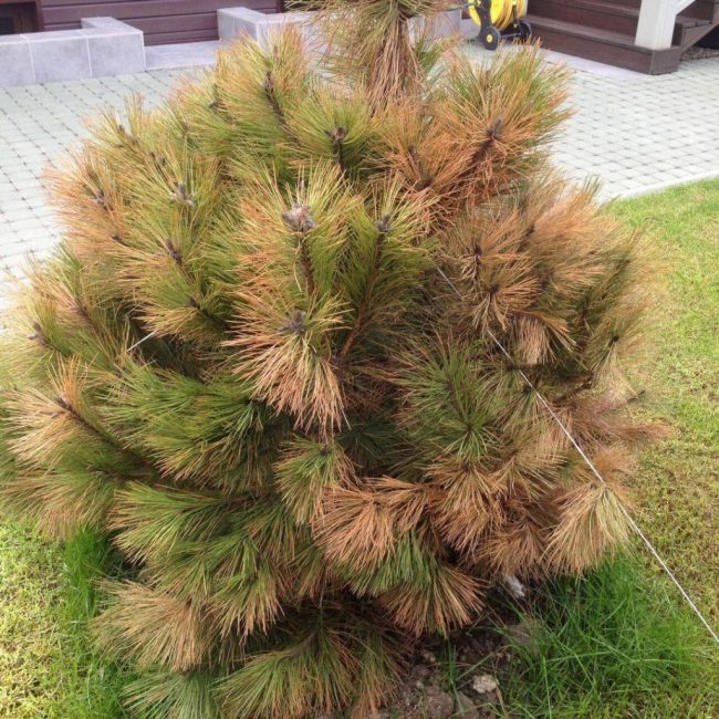 Le pin n'a pas pris racine