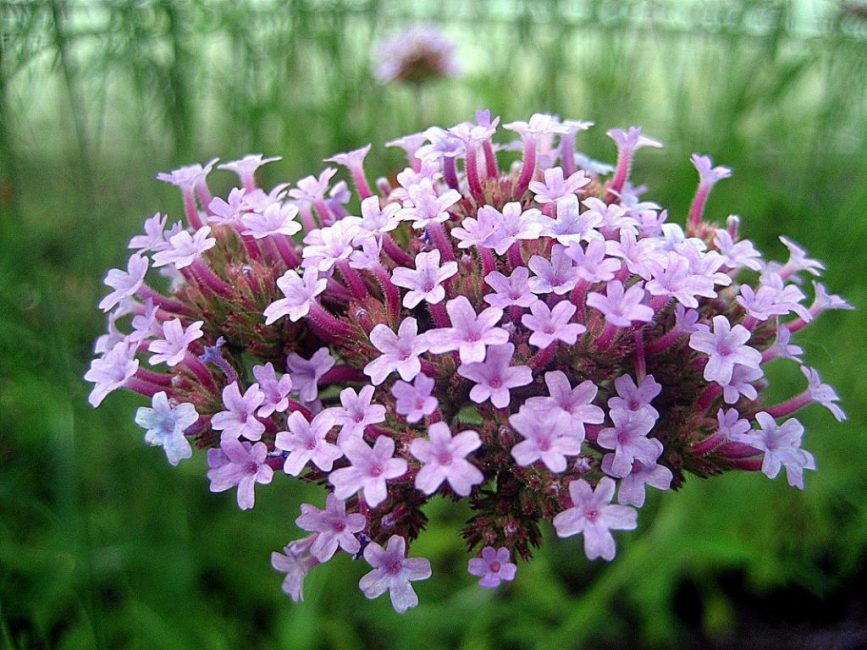 Inflorescence de la verveine de Buenos Aires