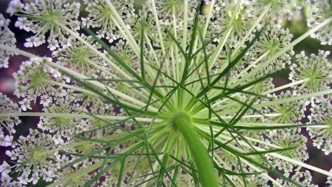 inflorescence de carotte