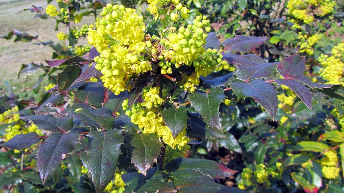 Inflorescence Magonia Apollon dans toute sa splendeur