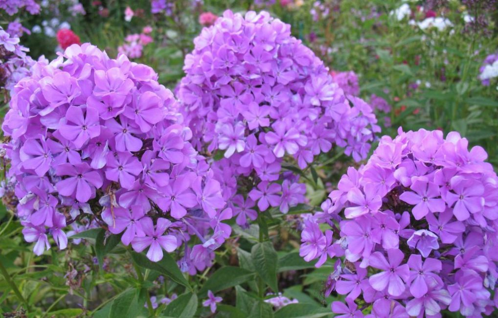 Gros plan des inflorescences de Phlox