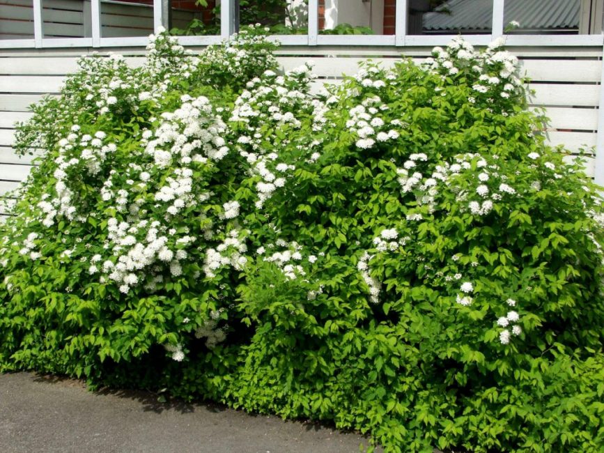 Feuille de chêne Spiraea