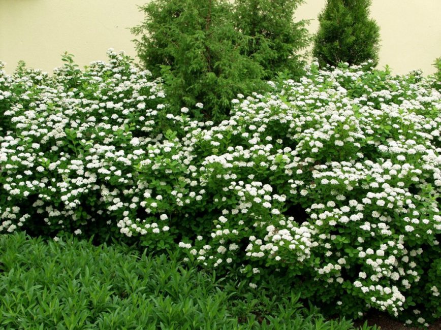 Feuille de bouleau spirée