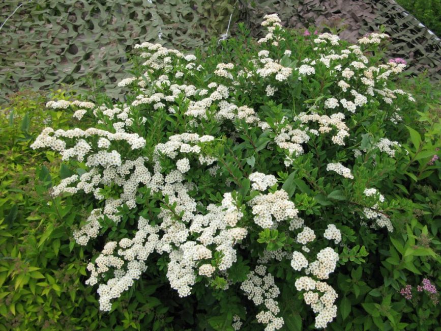 Spiraea nipponica