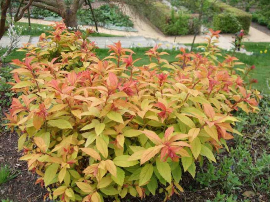 Le meilleur moment pour planter est l'automne