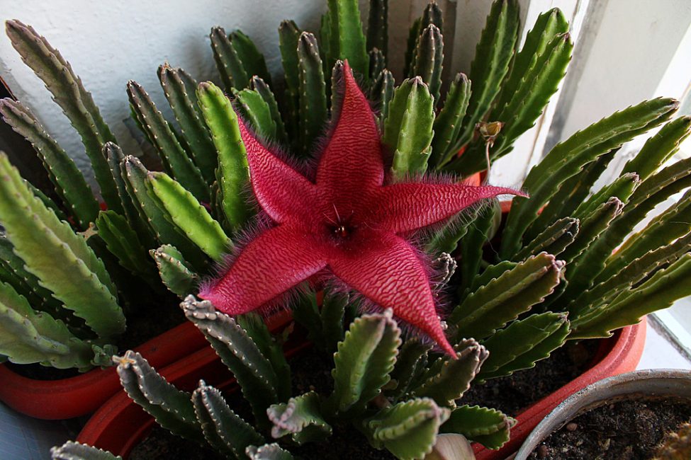 Stapelia