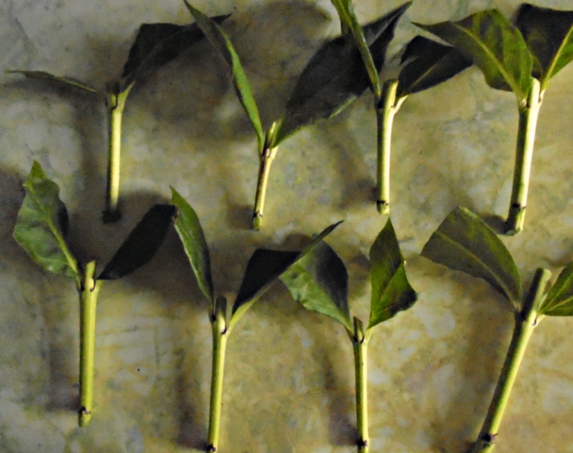 boutures d'automne de la tige