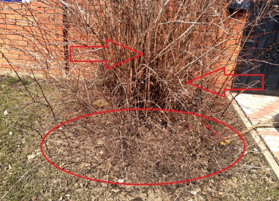 Schéma d'élagage d'un faux buisson d'oranger