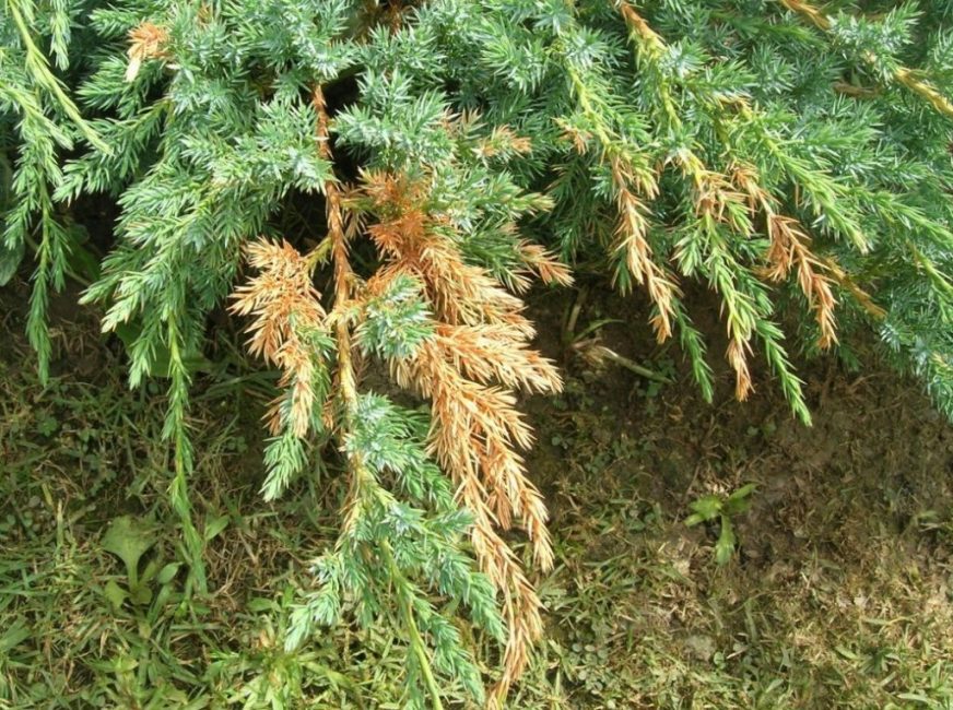 Voici à quoi ressemblent les branches qui ont commencé à sécher