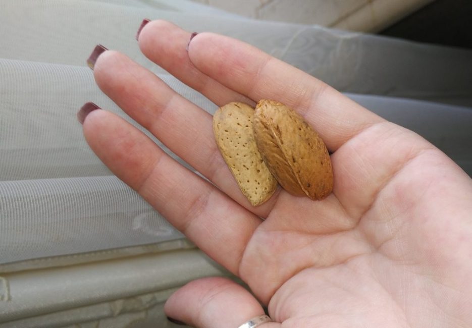 De tels fruits ne peuvent être obtenus qu'en fournissant à l'arbre une humidité régulière.