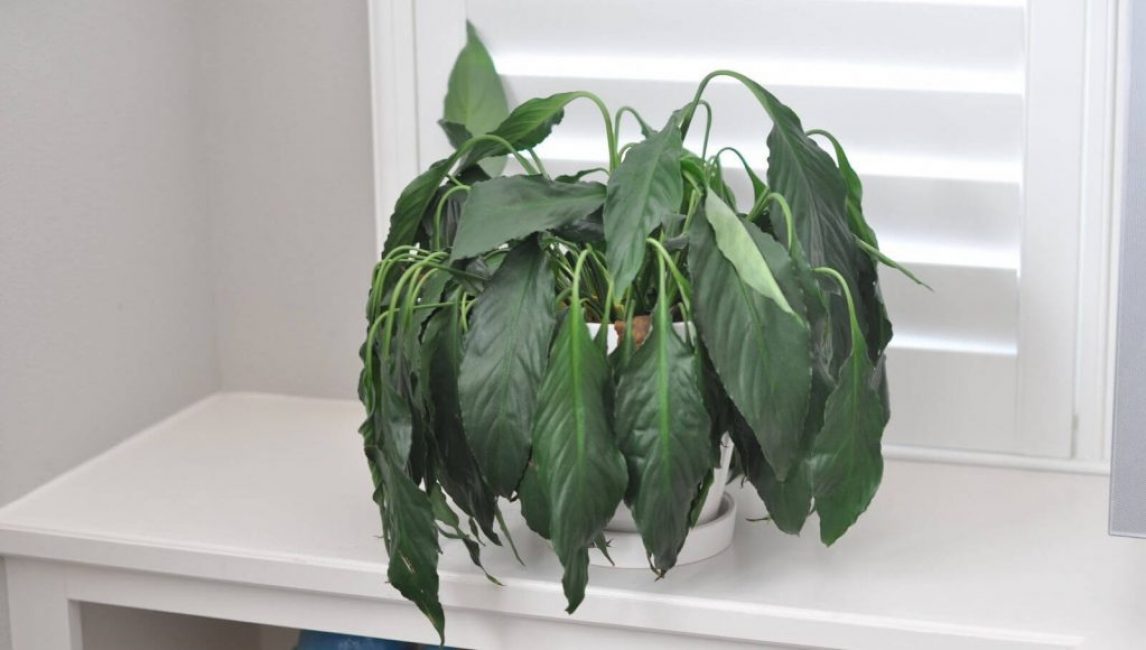 plante d'intérieur flétrissante