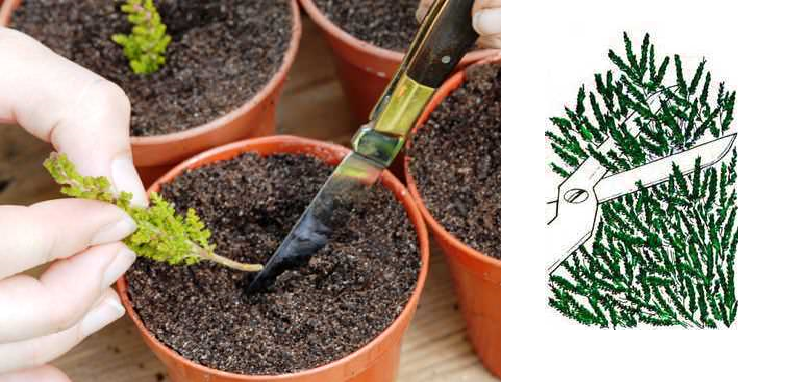 Enracinement des boutures de bruyère verte