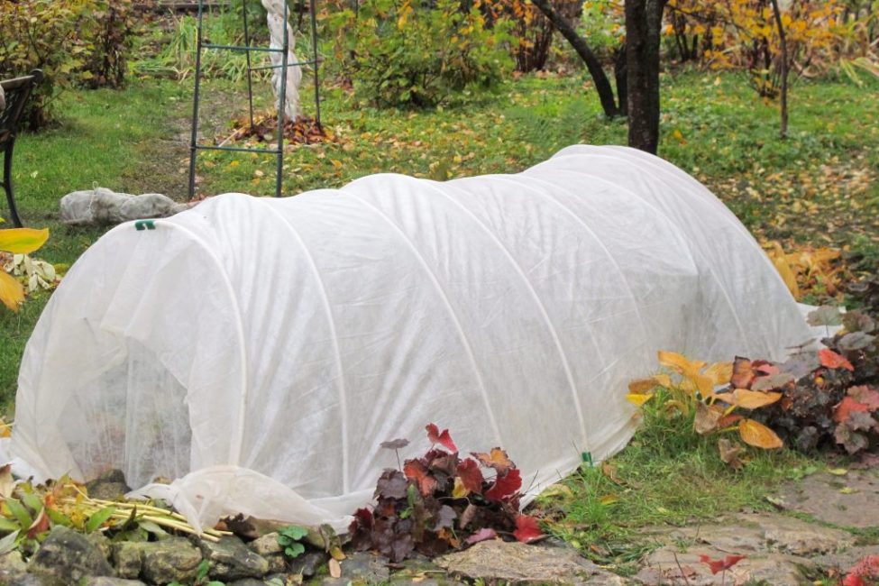 Plantes à l'abri pour l'hiver