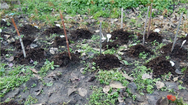 Phlox préparé pour l'hivernage