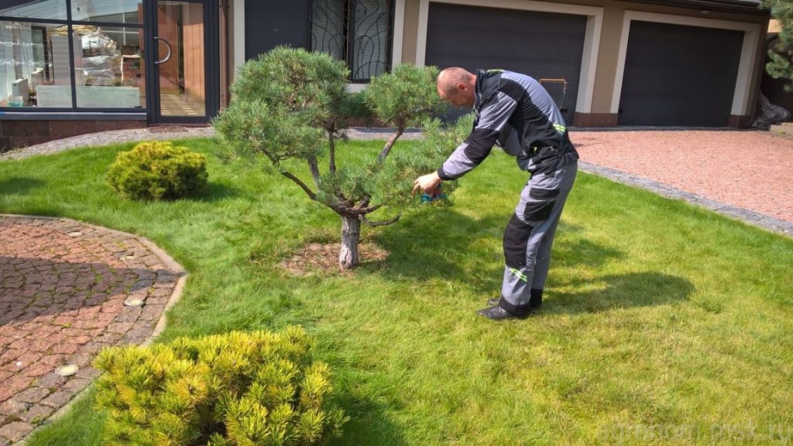 formation de la couronne