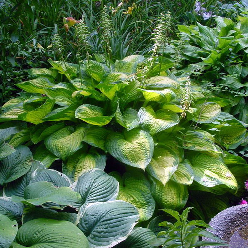 Hosta a fière allure sous les arbres