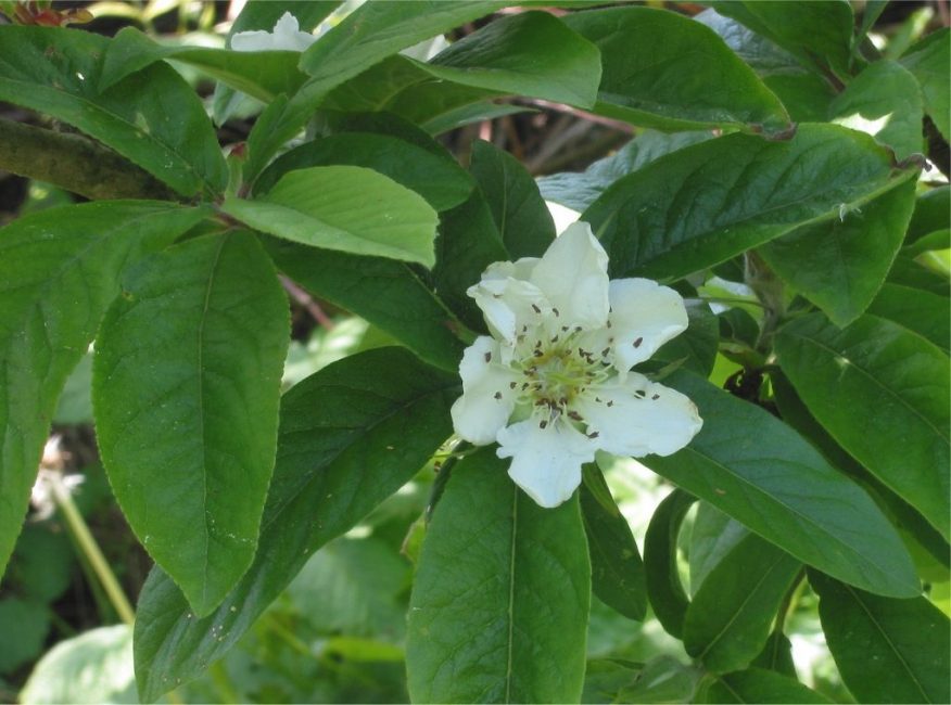 La floraison du cup tree a lieu à la fin de l'automne et en hiver, d'où son nom - winterflower.