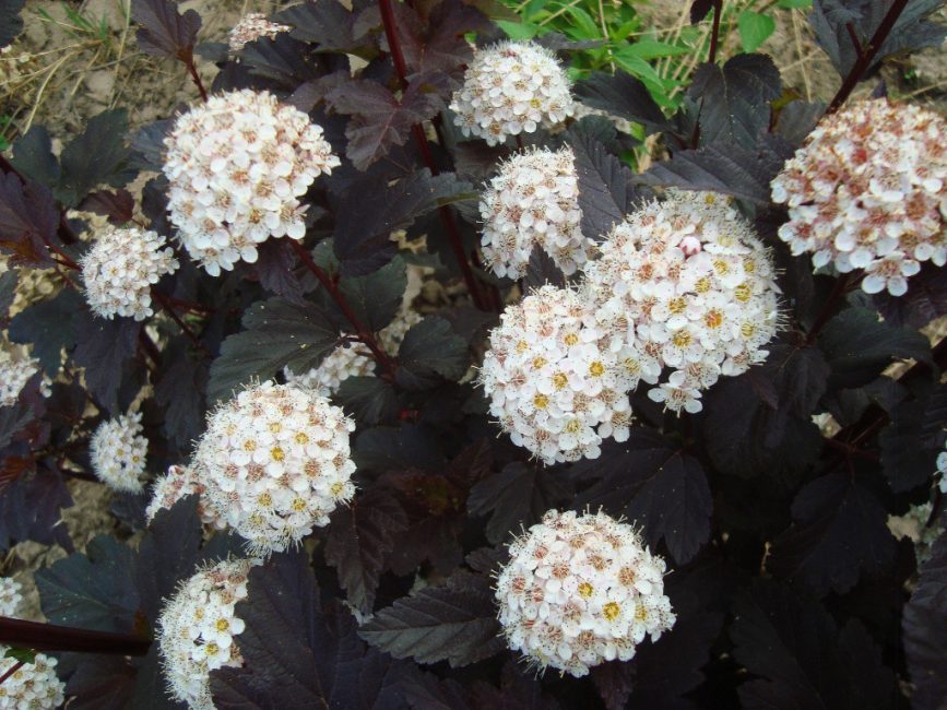 La vésicule fleurit