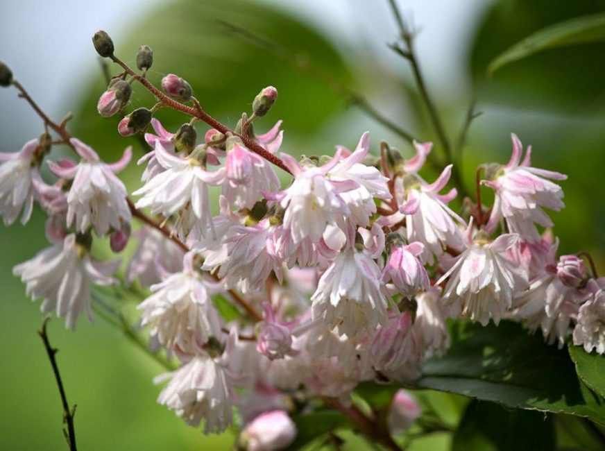 Les fleurs de nombreuses variétés de la plante sont en forme de cloche.