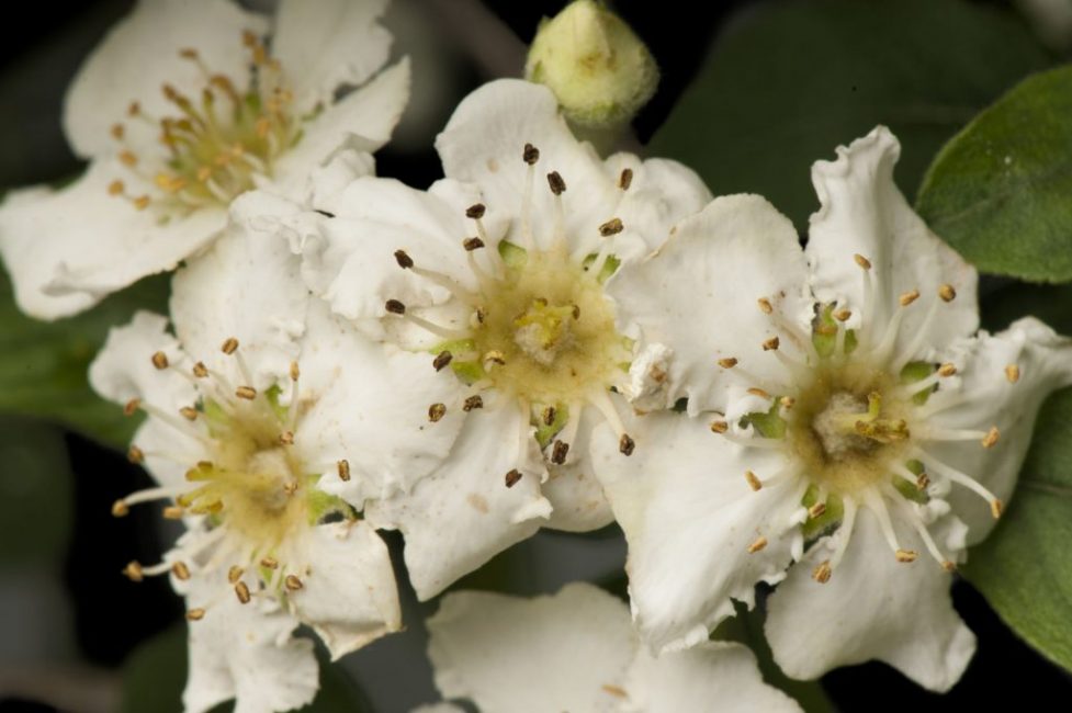 Fleurs d'Eriobothria Stern