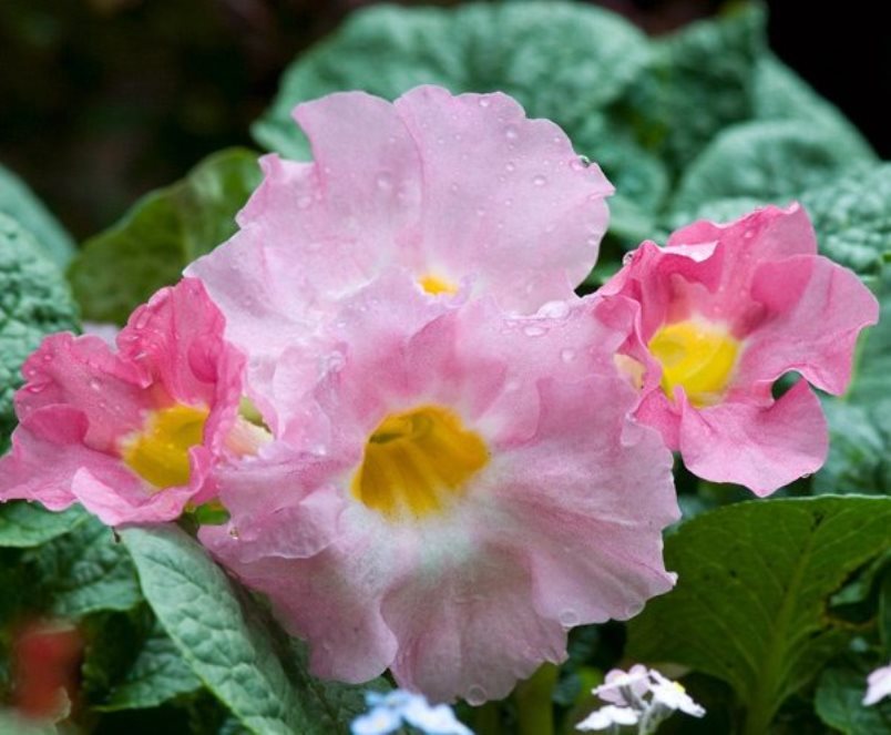 Fleur dense d'Incarvillea