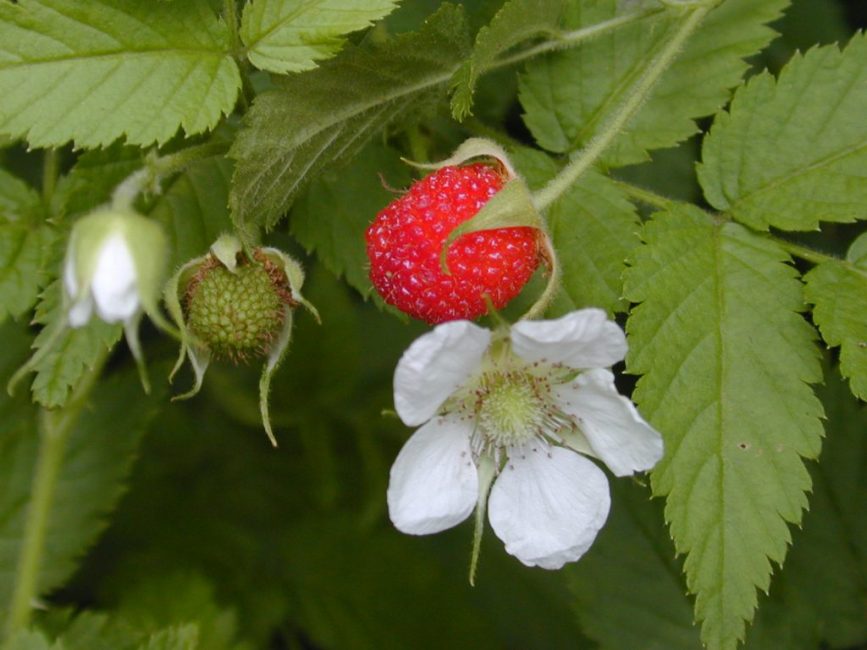 fleur de framboise
