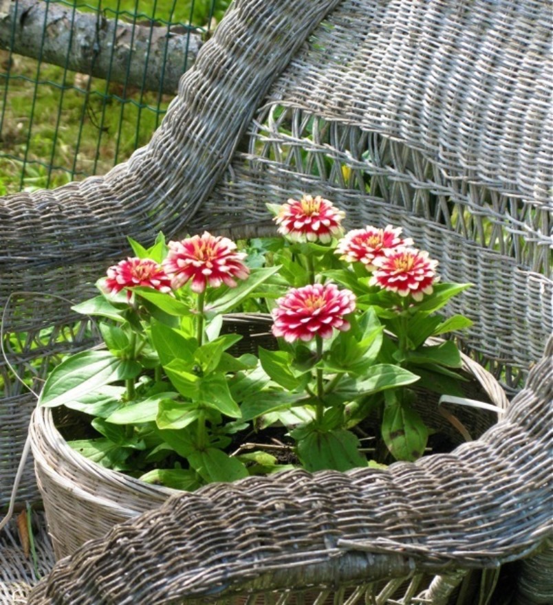 Zinia à la maison