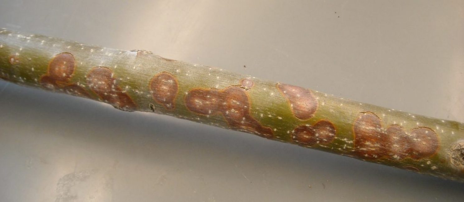 Cytosporose du cortex