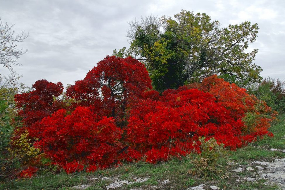 La taille fréquente de skumpiya ne permet pas à l'arbuste de pousser haut, mais stimule la formation de pousses latérales supplémentaires.