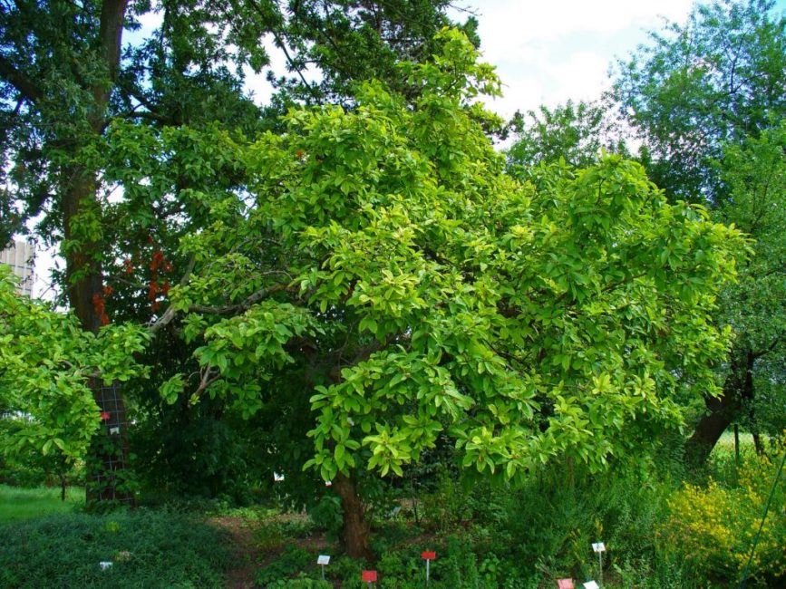 L'arbre à coupe n'a besoin que d'une taille sanitaire