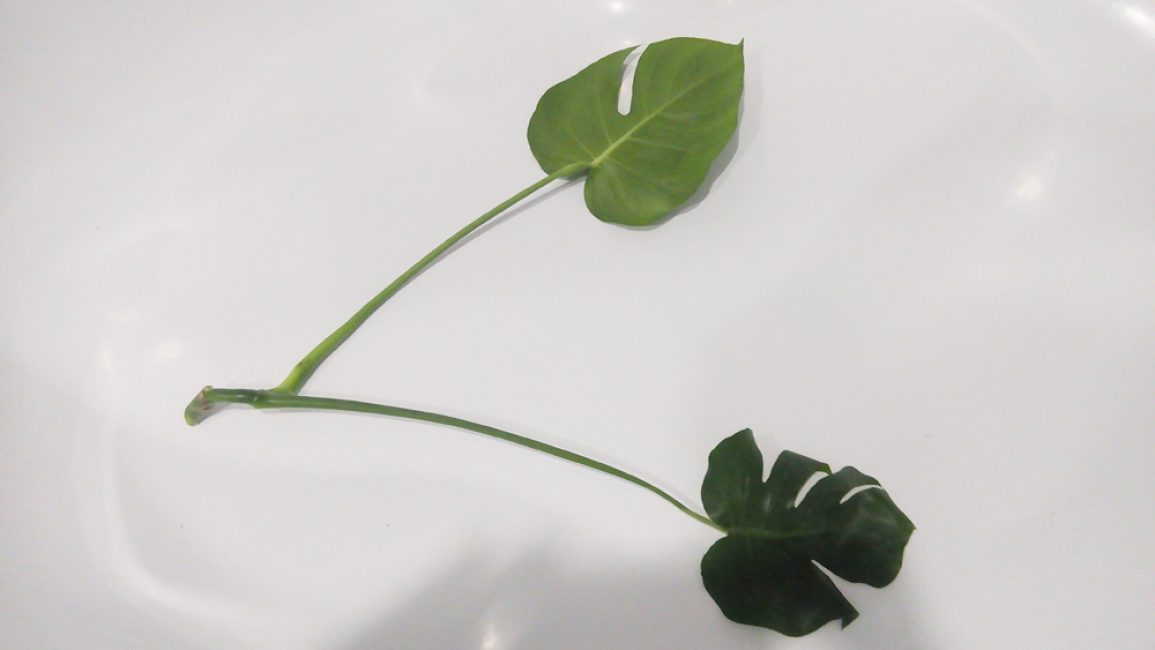 Boutures de Monstera