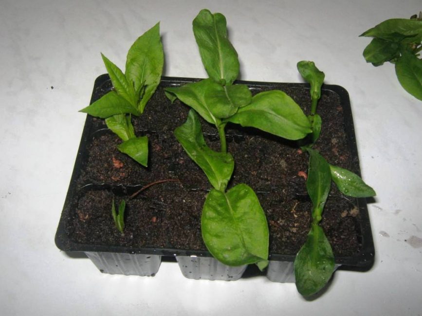 Boutures de Phlox enracinées dans le sol lorsqu'elles sont cultivées à la maison