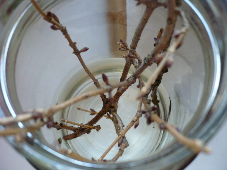 Boutures de forsythia