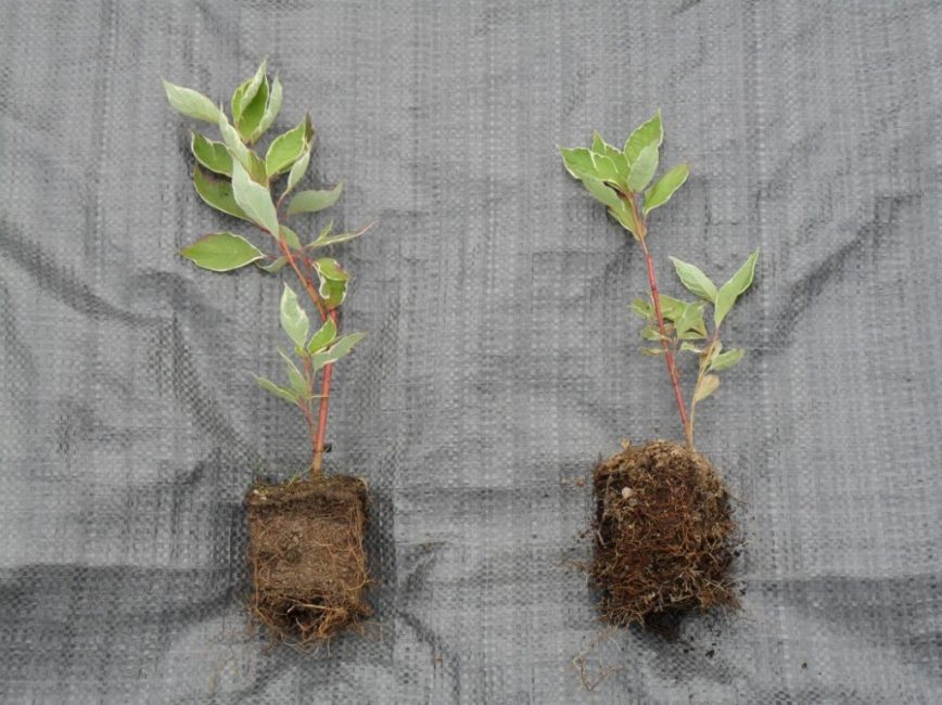 Faire pousser du gazon à partir de boutures