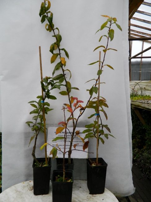 Le bouturage est un bon moyen de préserver les propriétés variétales d'une plante.