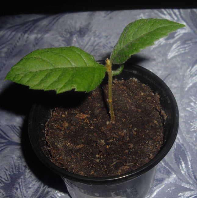 Pour former un arbuste à partir d'une plante, vous devez pincer la pousse après le troisième bourgeon