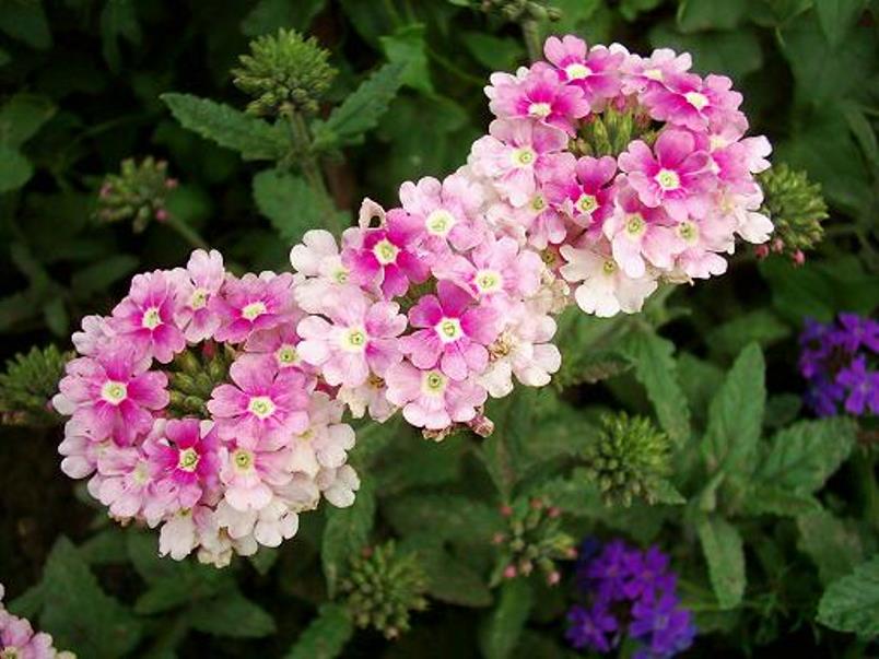 Inflorescences sphériques d'une espèce hybride