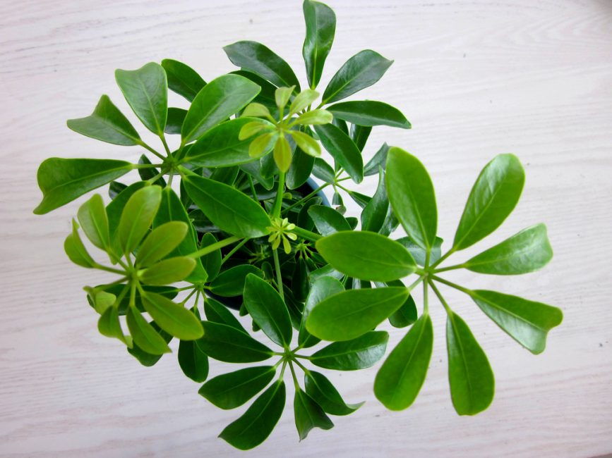 Il existe environ six cents espèces de cette plante.