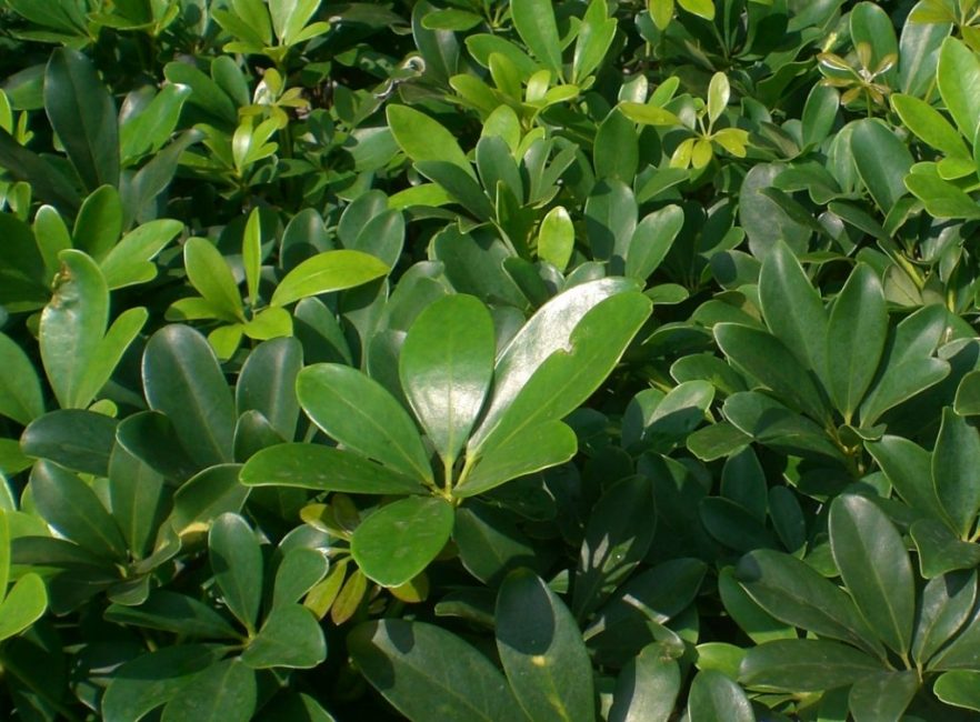 Schefflera à huit feuilles