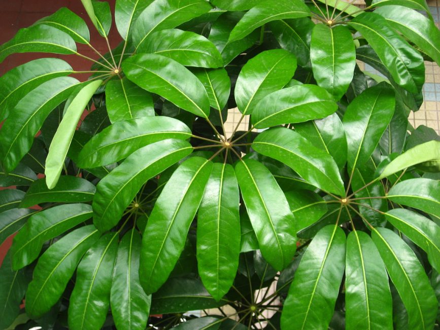 Schefflera radié