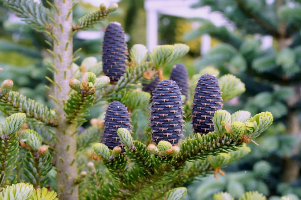 Les cônes de sapin sont dirigés vers le haut, contrairement aux autres conifères, dans lesquels les fruits pendent.