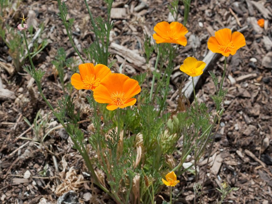 Eschscholzia Californien