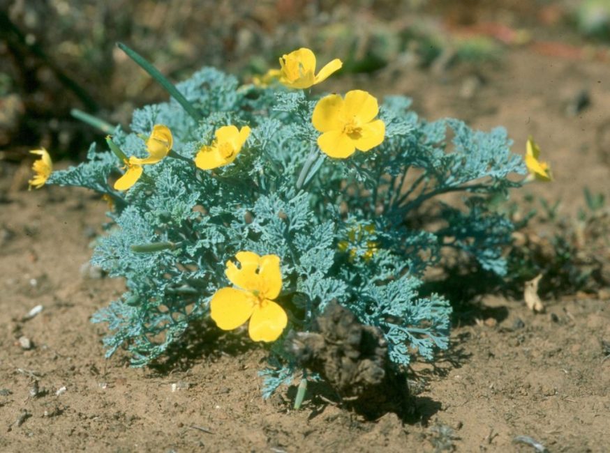 Eschscholzia élégante