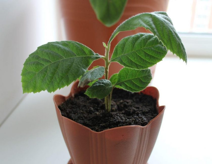 Le rebord de fenêtre sud-est est idéal pour placer un pot d'eriobotria