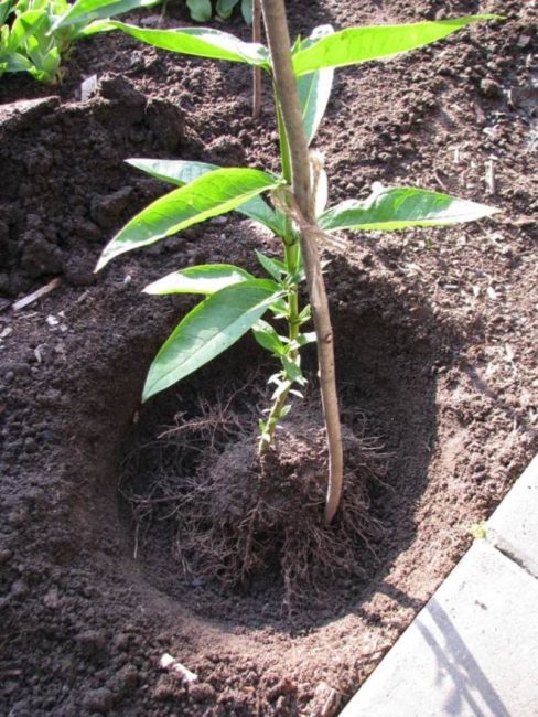 Trou pour planter du phlox