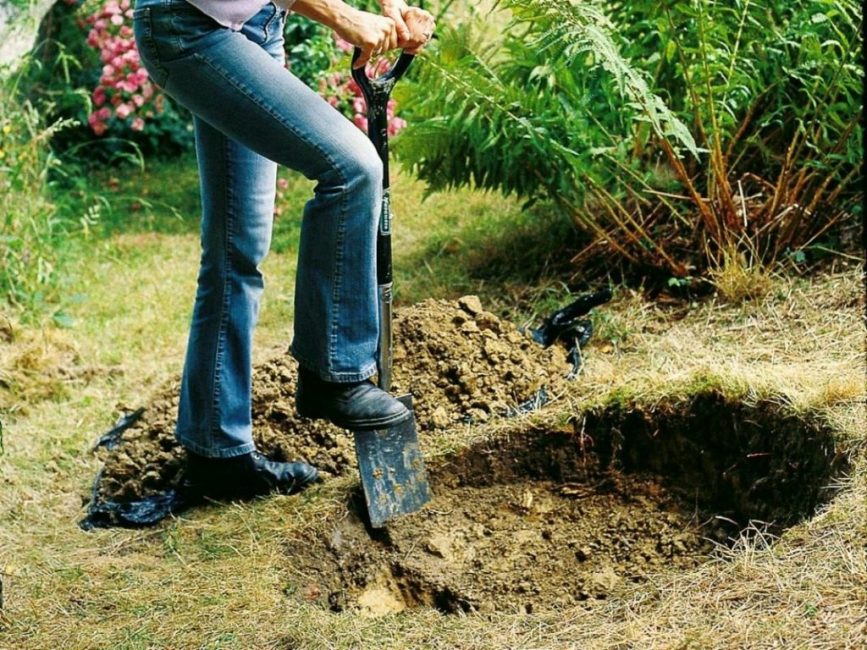 Un trou pour planter des cerises doit être creusé dans un endroit ensoleillé.